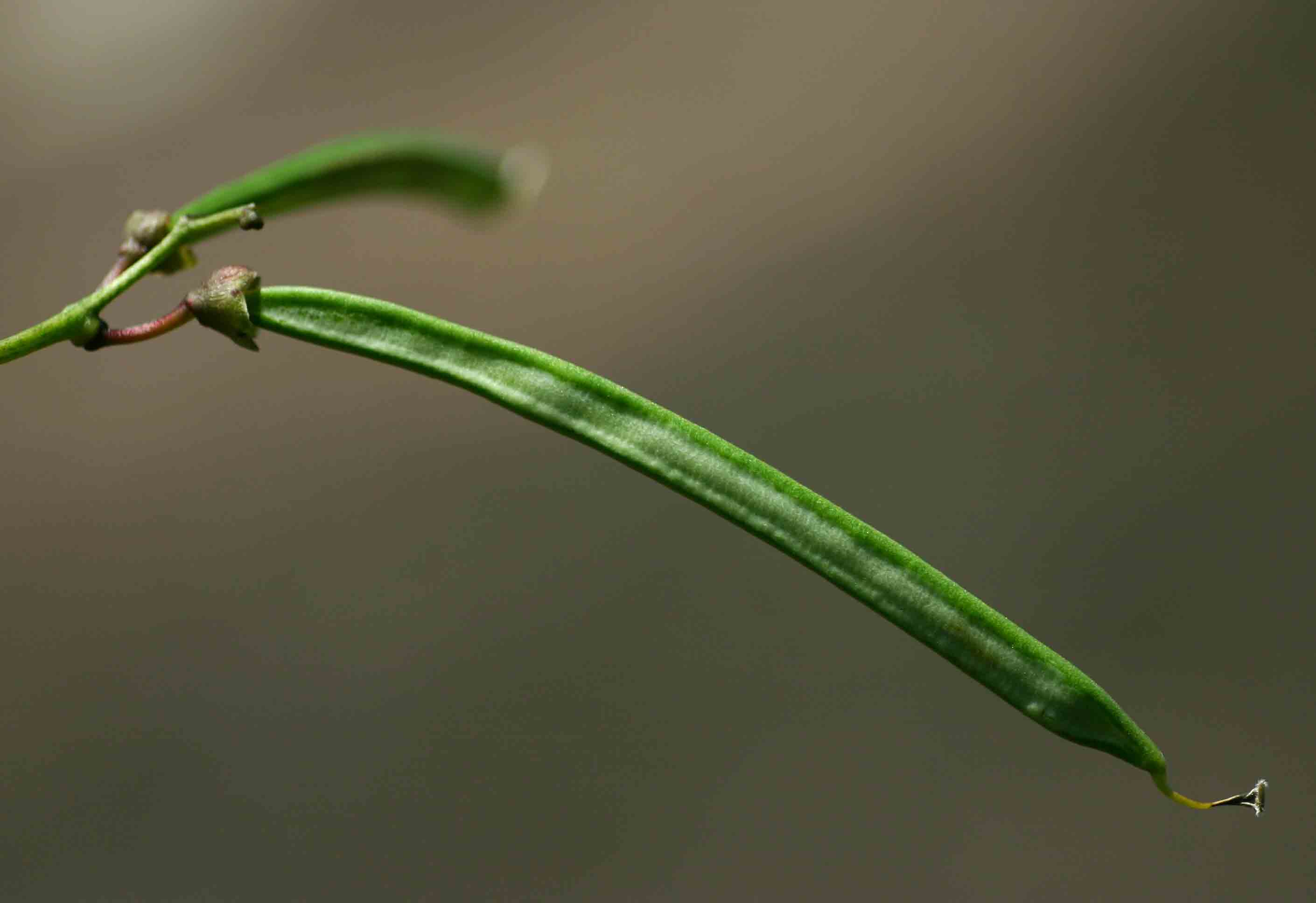 Sphenostylis stenocarpa Sphenostylis stenocarpa