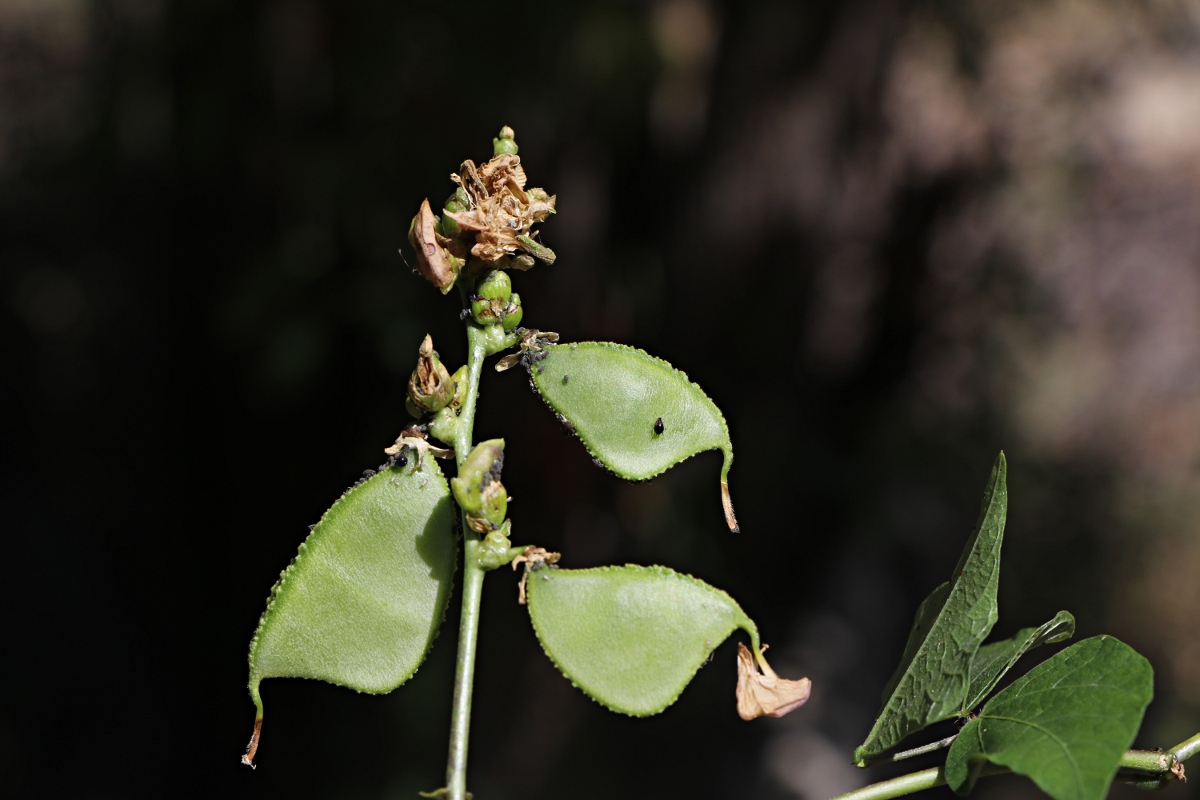 Lablab purpureus subsp. uncinatus Lablab purpureus subsp. uncinatus