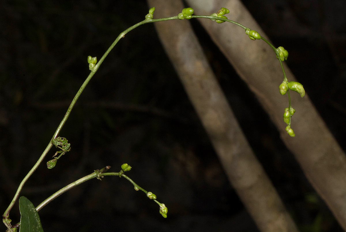 Lablab purpureus subsp. uncinatus