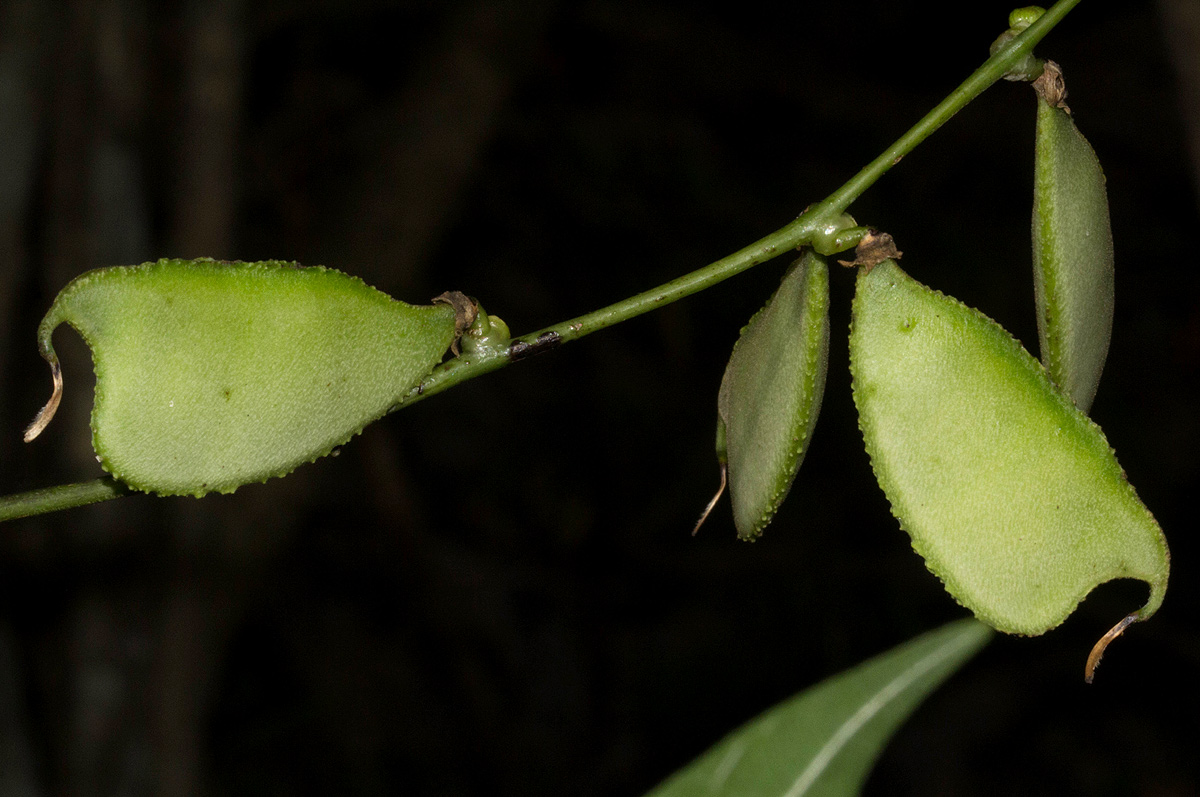 Lablab purpureus subsp. uncinatus