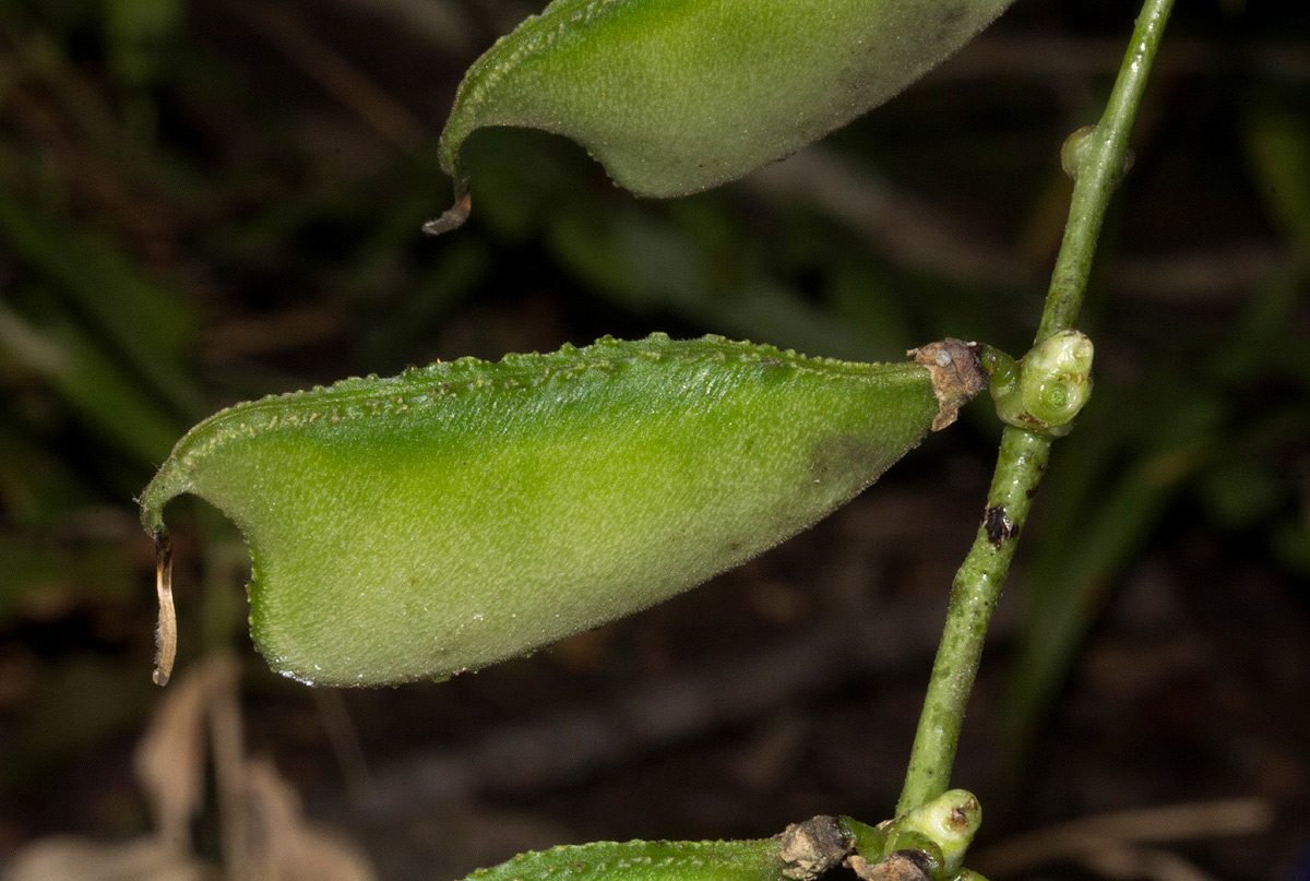 Lablab purpureus subsp. uncinatus Lablab purpureus subsp. uncinatus