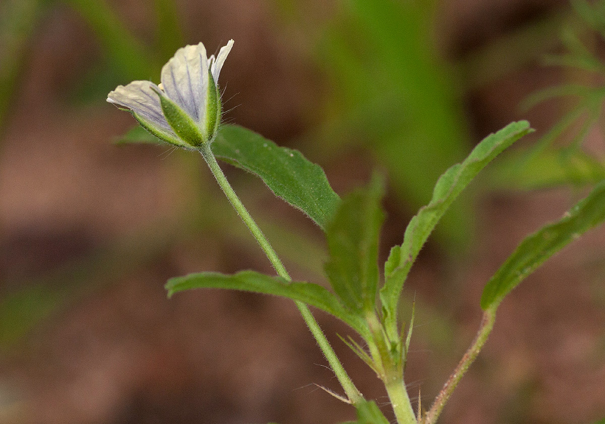 Monsonia angustifolia