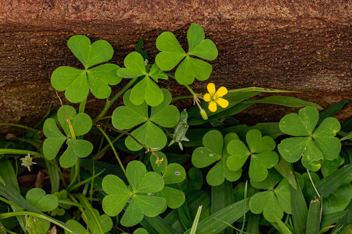 Oxalis corniculata Oxalis corniculata