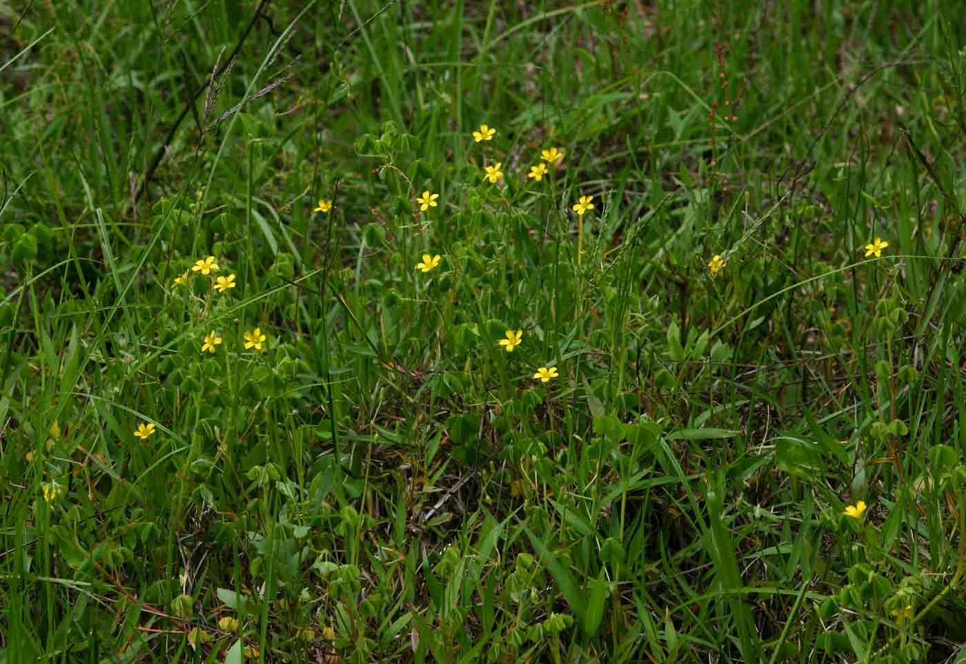 Oxalis corniculata