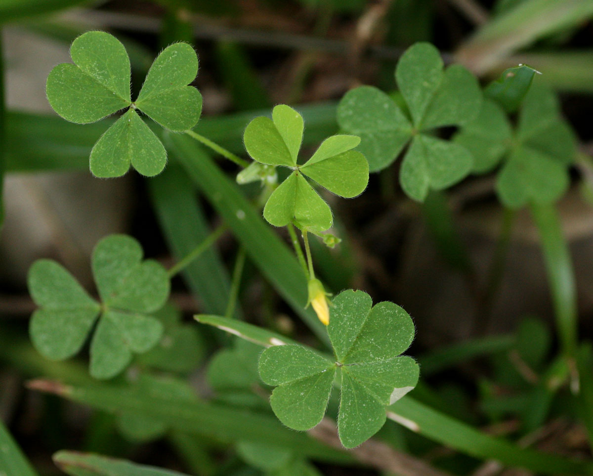 Oxalis corniculata
