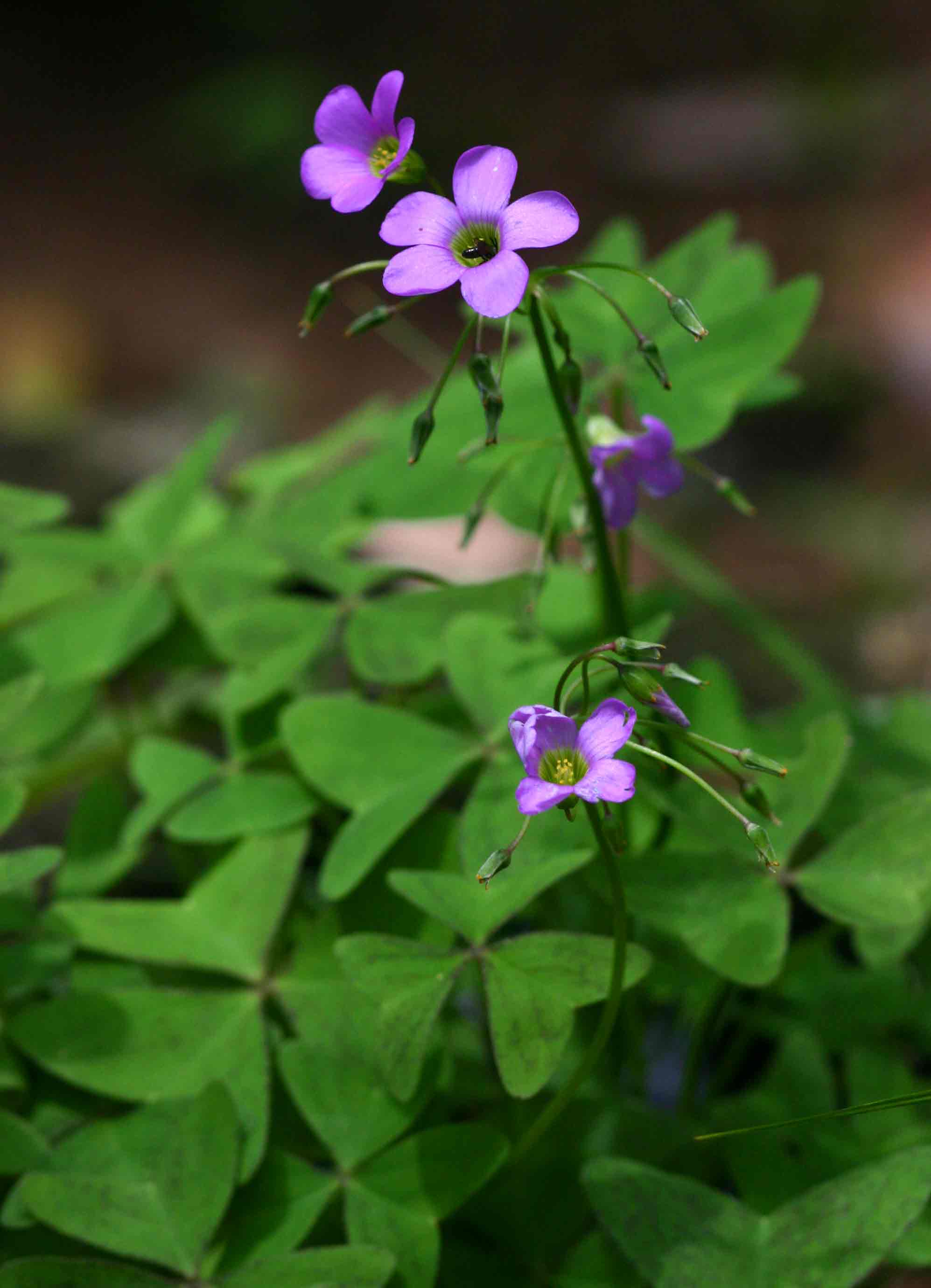 Oxalis latifolia