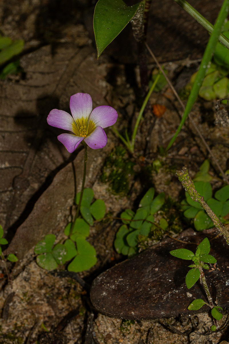 Oxalis obliquifolia Oxalis obliquifolia
