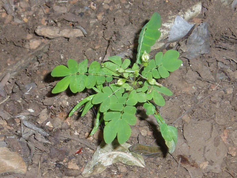 Biophytum abyssinicum