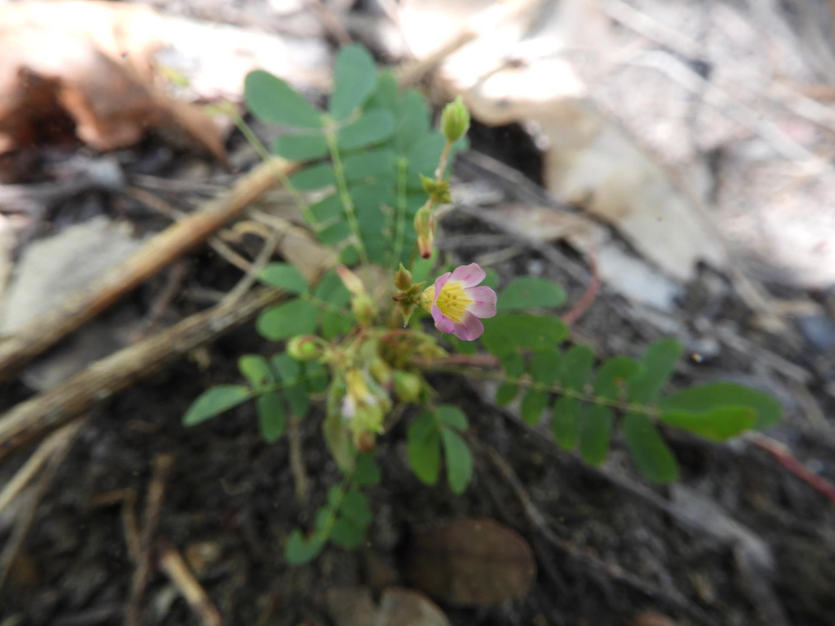 Biophytum abyssinicum Biophytum abyssinicum