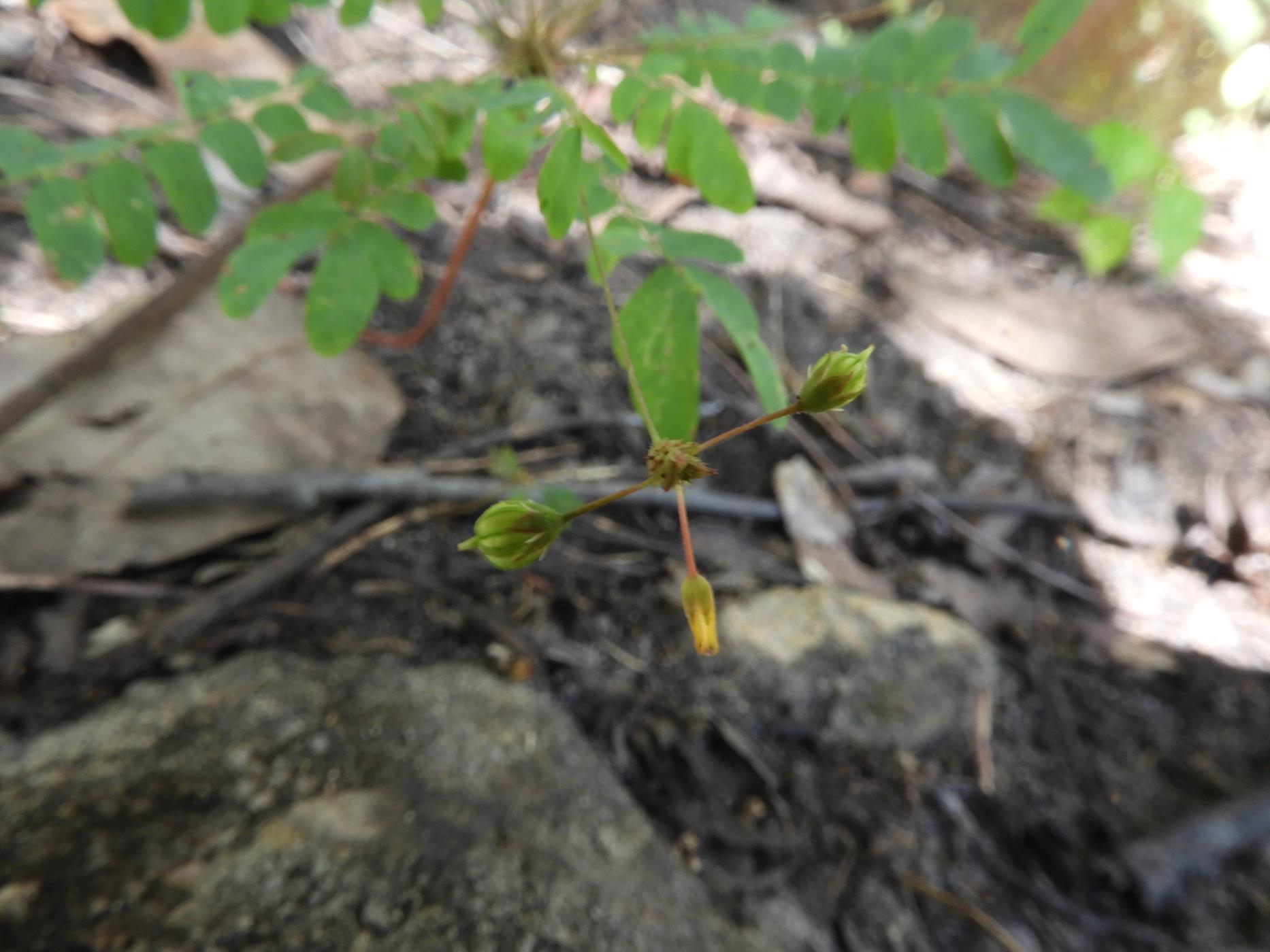 Biophytum abyssinicum Biophytum abyssinicum