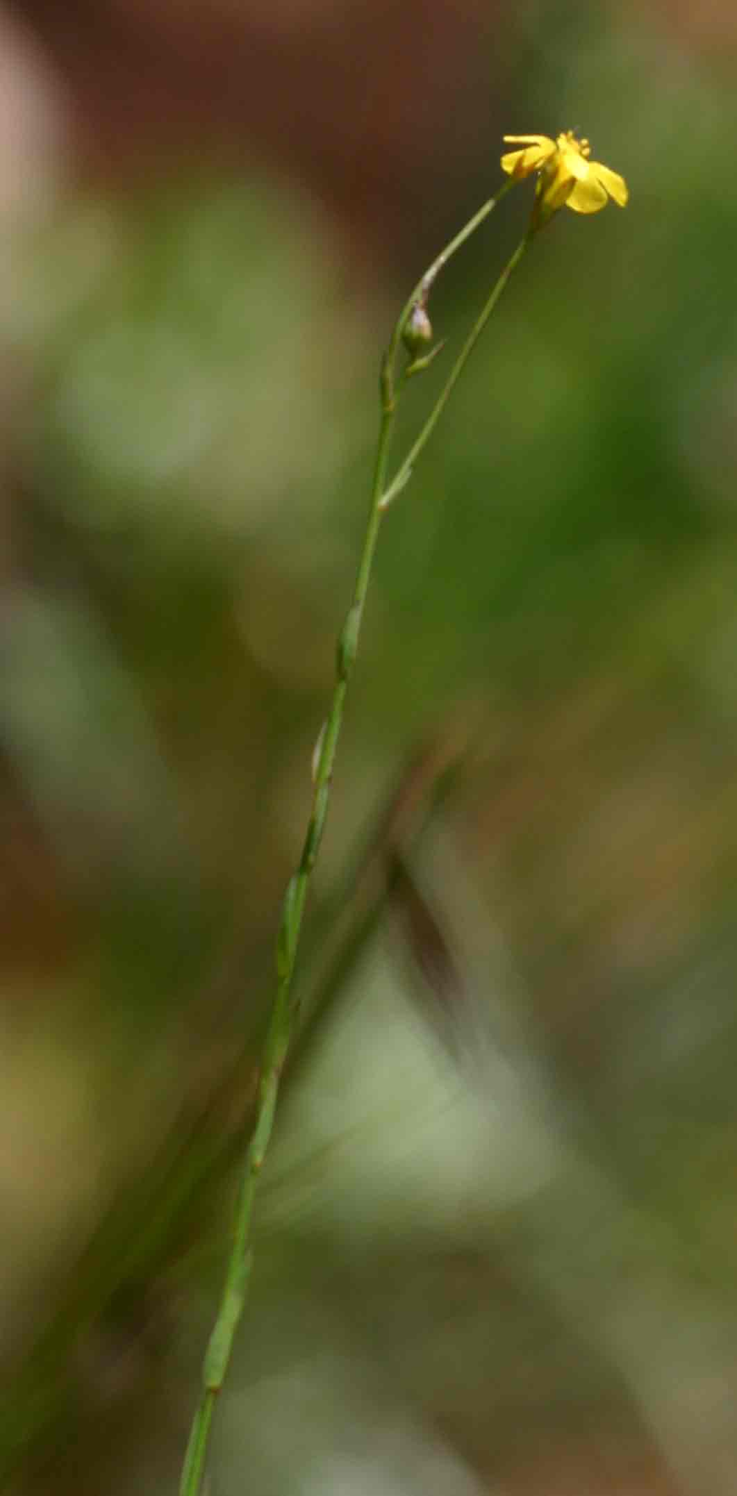 Linum thunbergii