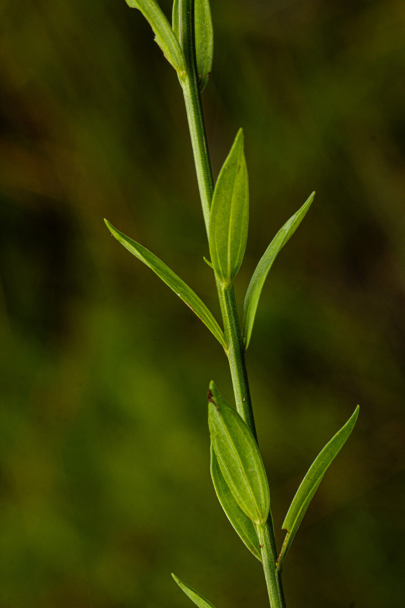 Linum thunbergii