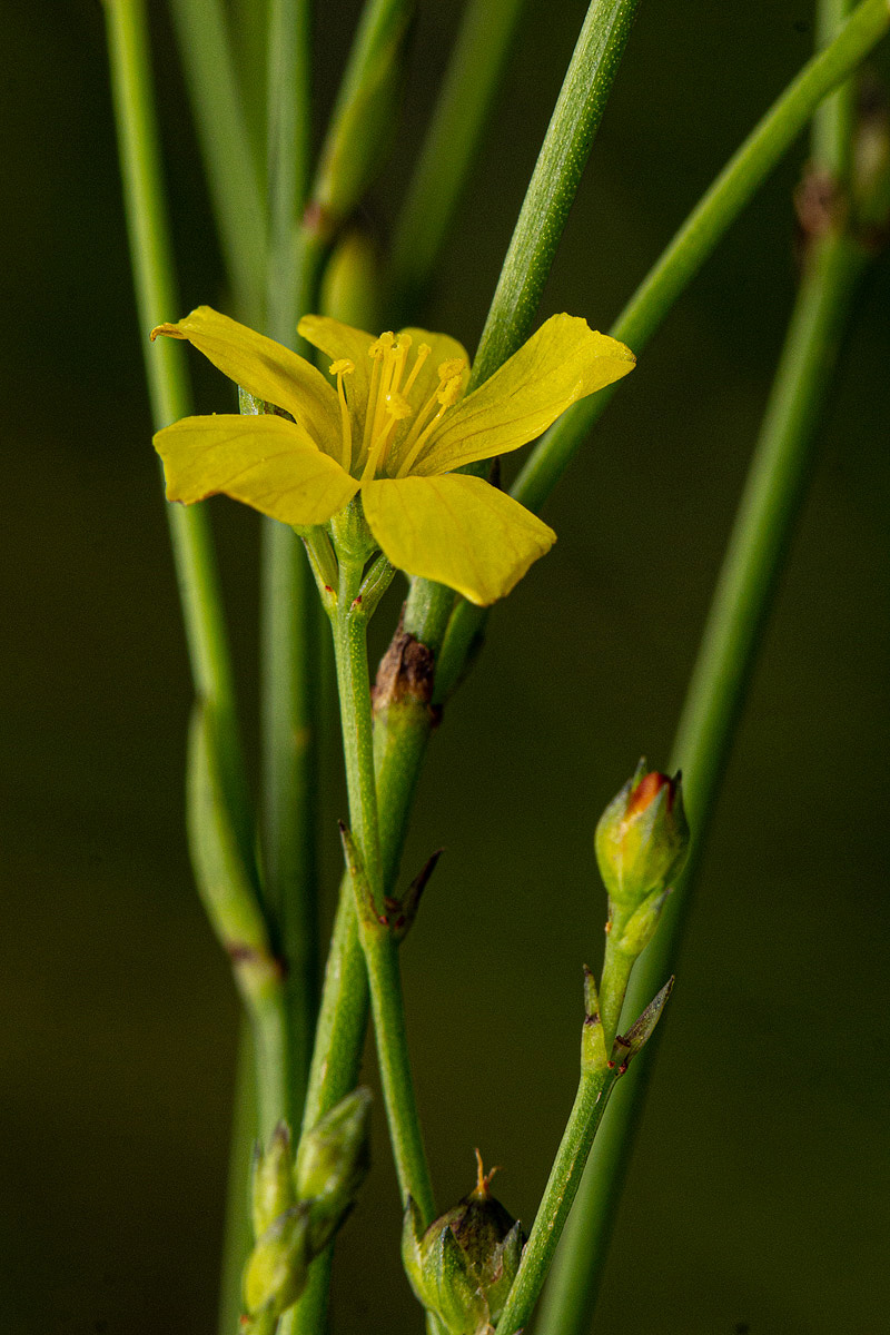 Linum thunbergii