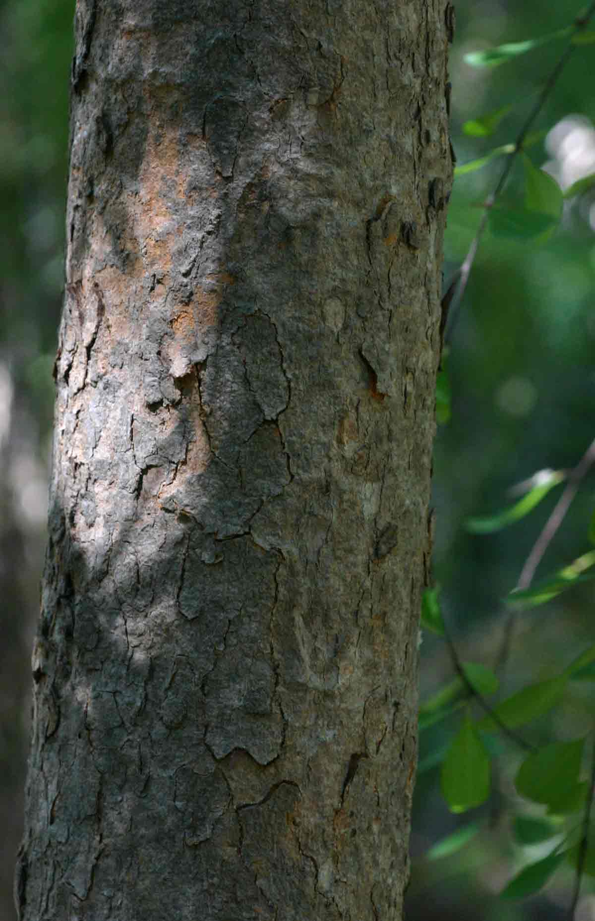 Erythroxylum zambesiacum
