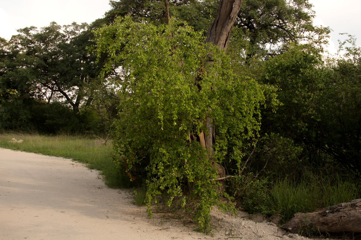 Erythroxylum zambesiacum Erythroxylum zambesiacum