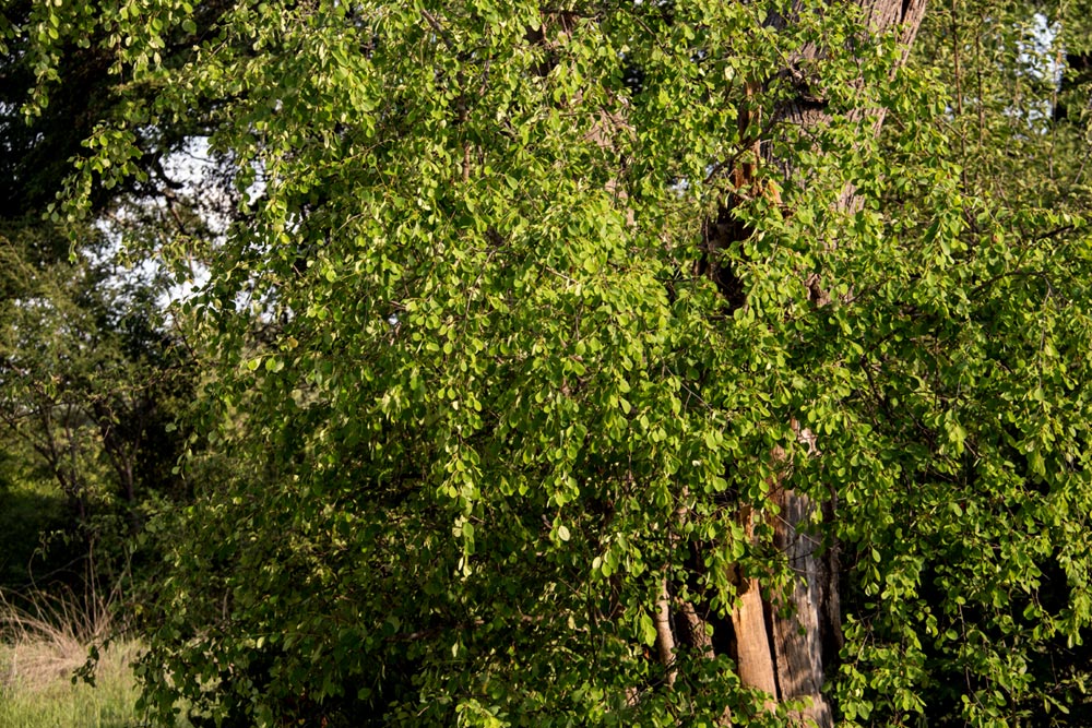 Erythroxylum zambesiacum