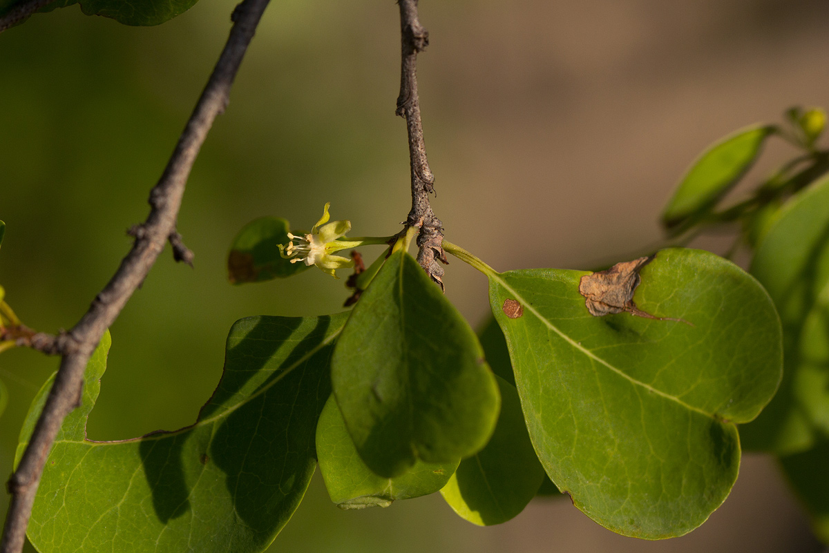 Erythroxylum zambesiacum