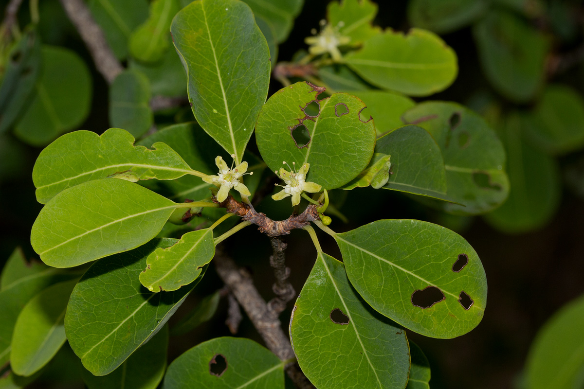 Erythroxylum zambesiacum