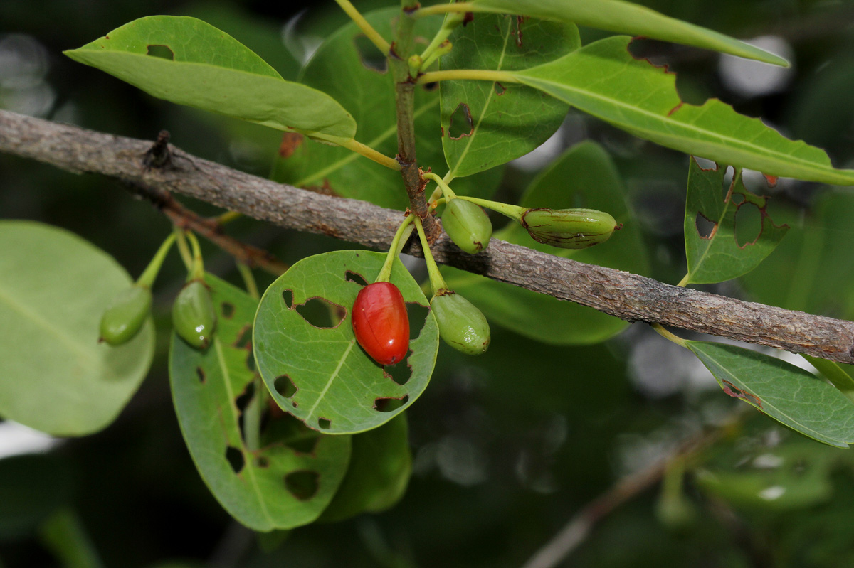 Erythroxylum zambesiacum