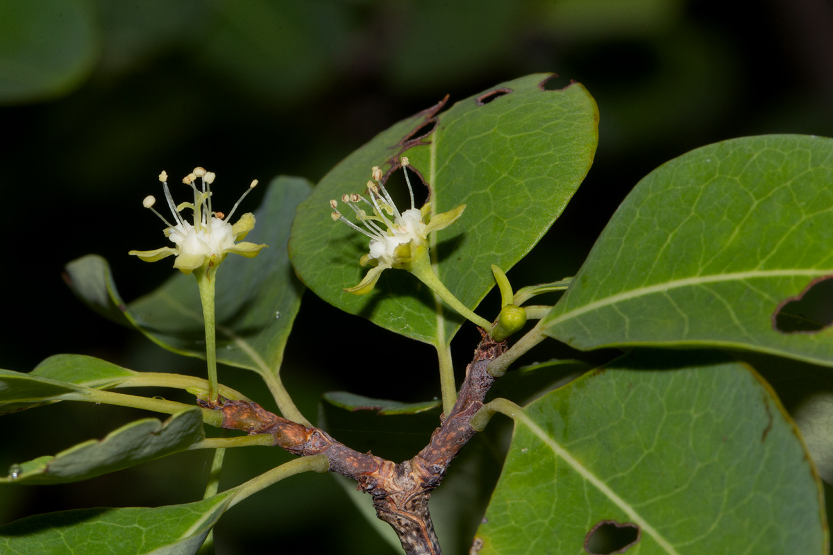 Erythroxylum zambesiacum