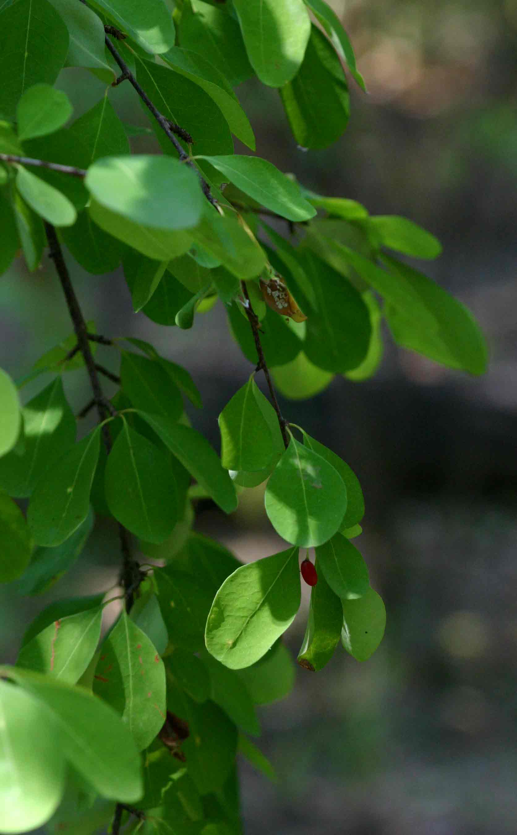Erythroxylum zambesiacum