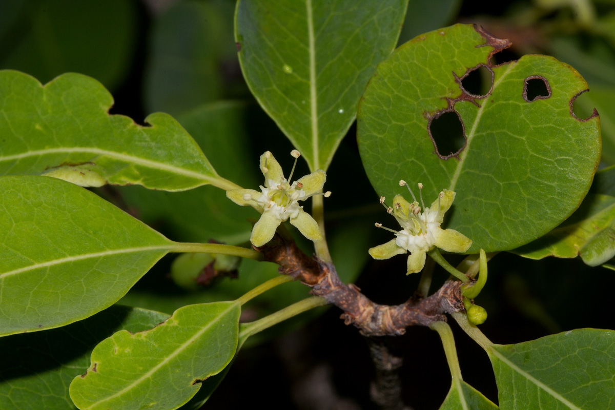 Erythroxylum zambesiacum