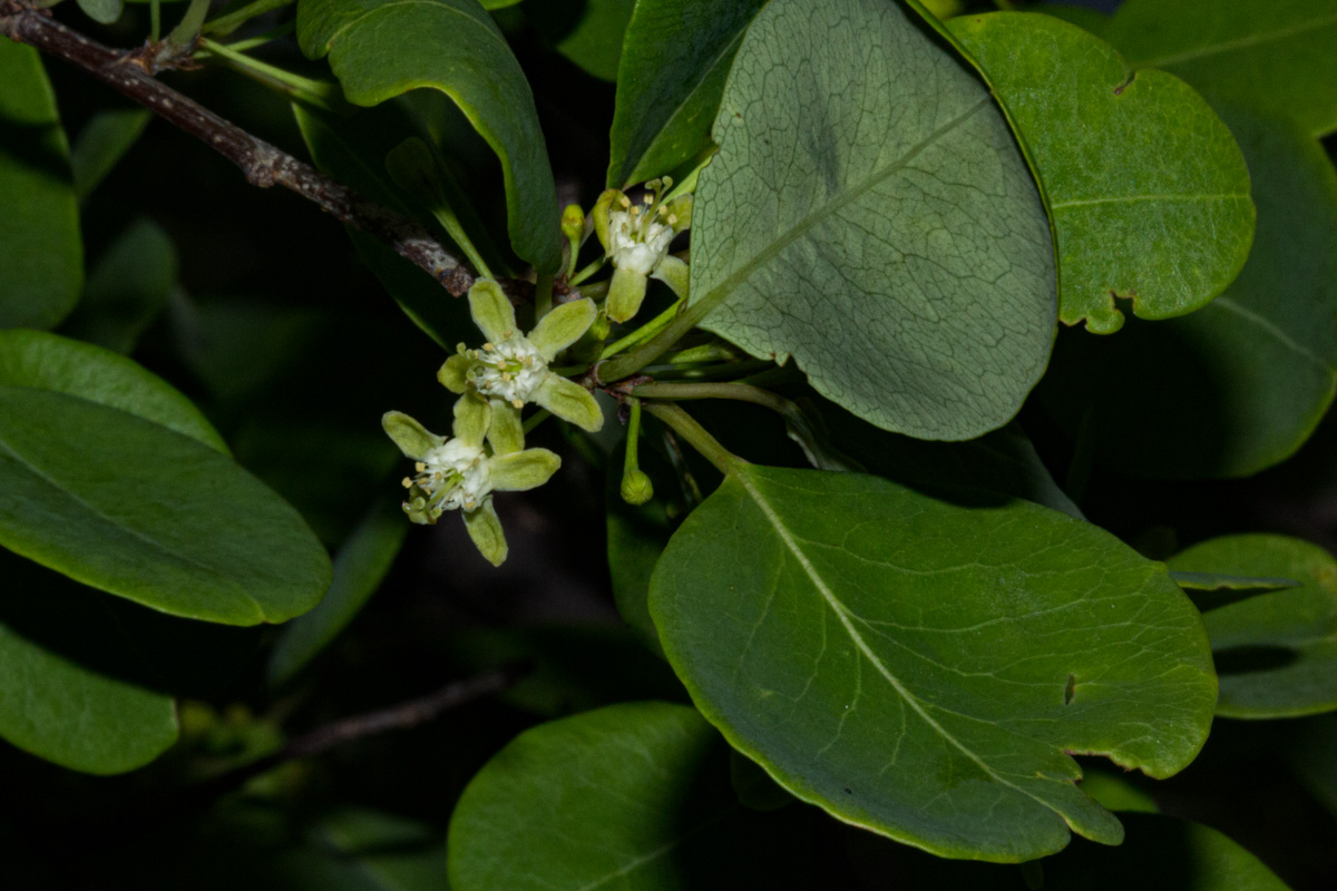 Erythroxylum zambesiacum
