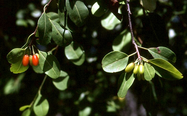 Erythroxylum zambesiacum