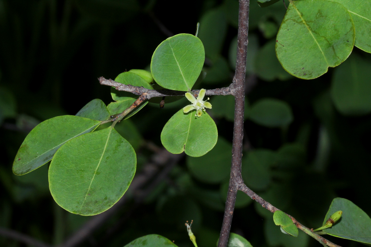 Erythroxylum zambesiacum