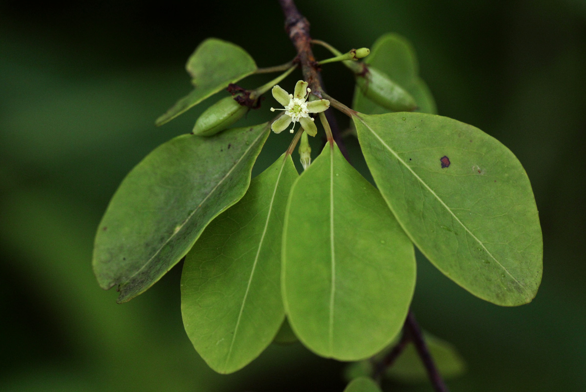 Erythroxylum zambesiacum