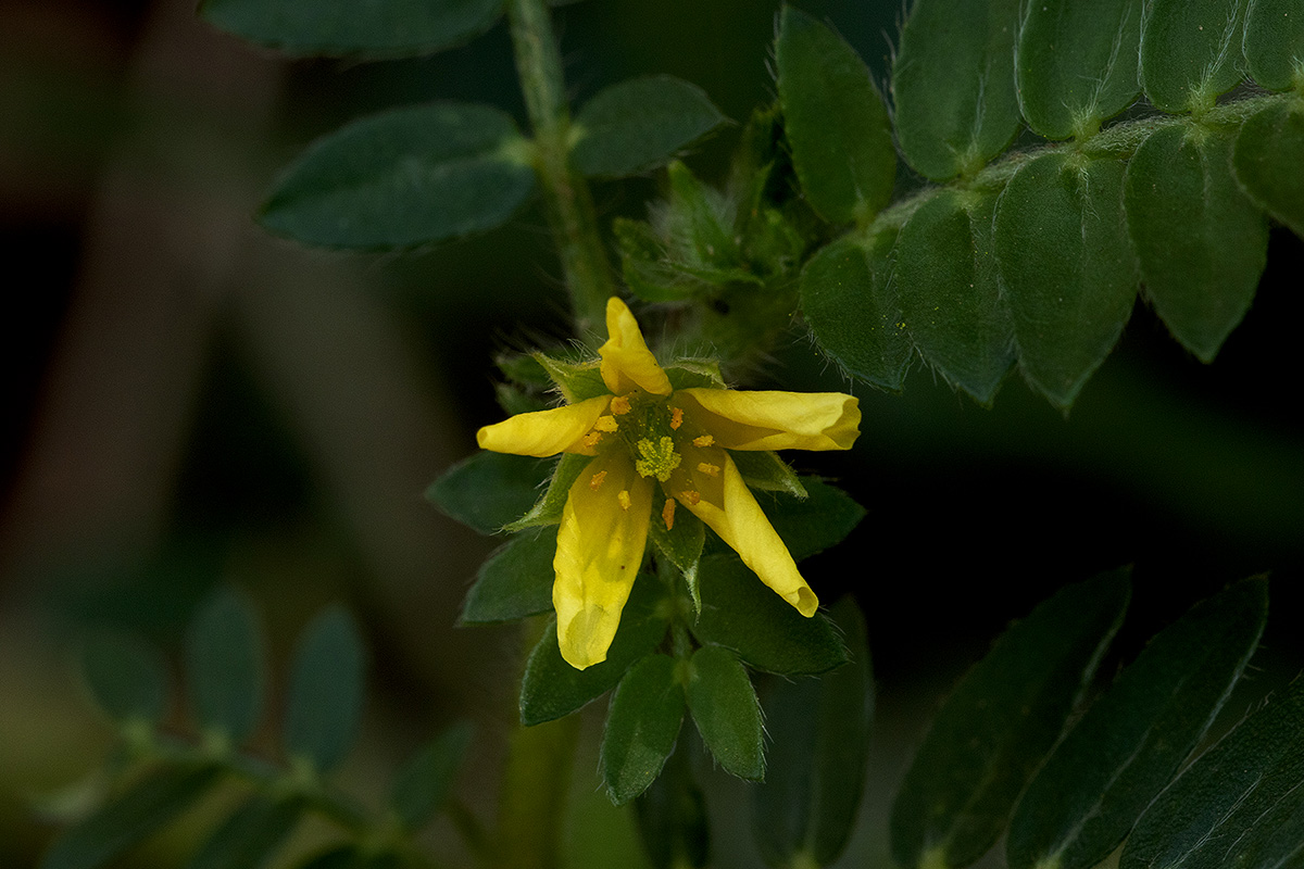 Tribulus terrestris