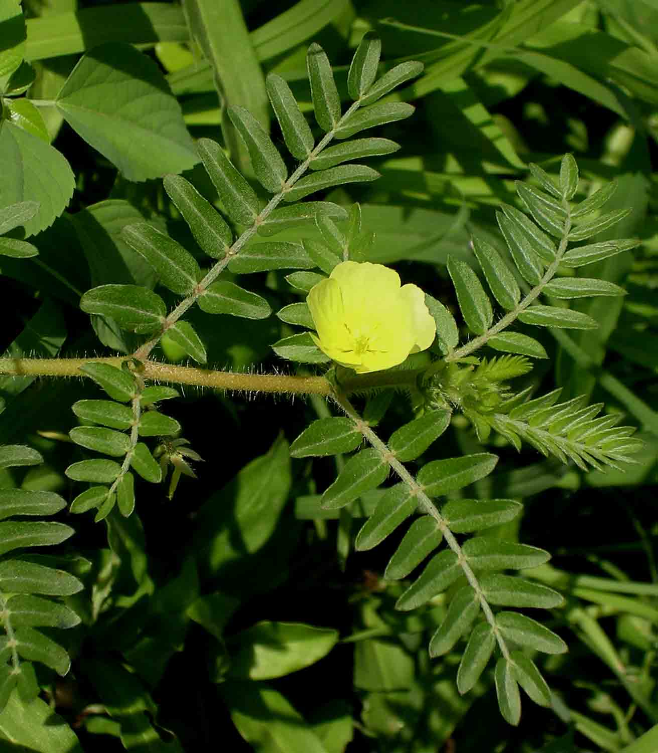 Tribulus terrestris