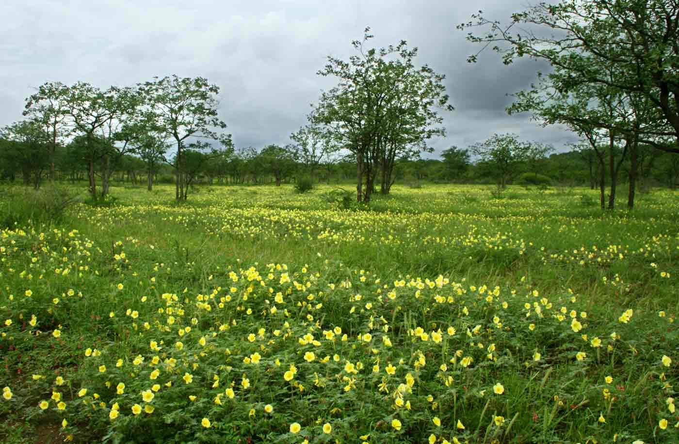 Tribulus zeyheri subsp. zeyheri Tribulus zeyheri subsp. zeyheri