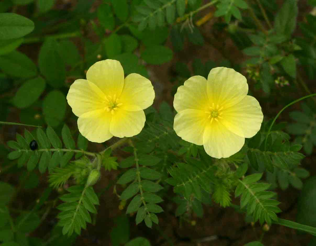 Tribulus zeyheri subsp. zeyheri Tribulus zeyheri subsp. zeyheri