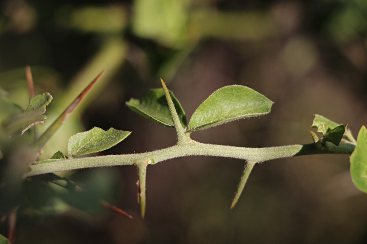 Balanites aegyptiaca var. aegyptiaca