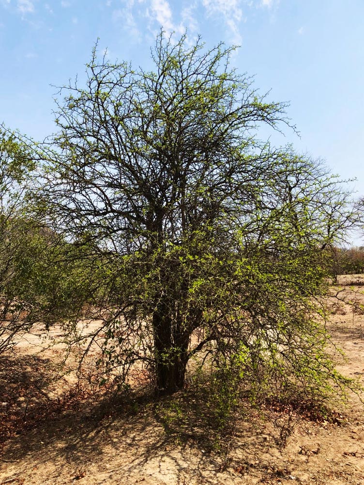 Balanites aegyptiaca var. aegyptiaca Balanites aegyptiaca var. aegyptiaca