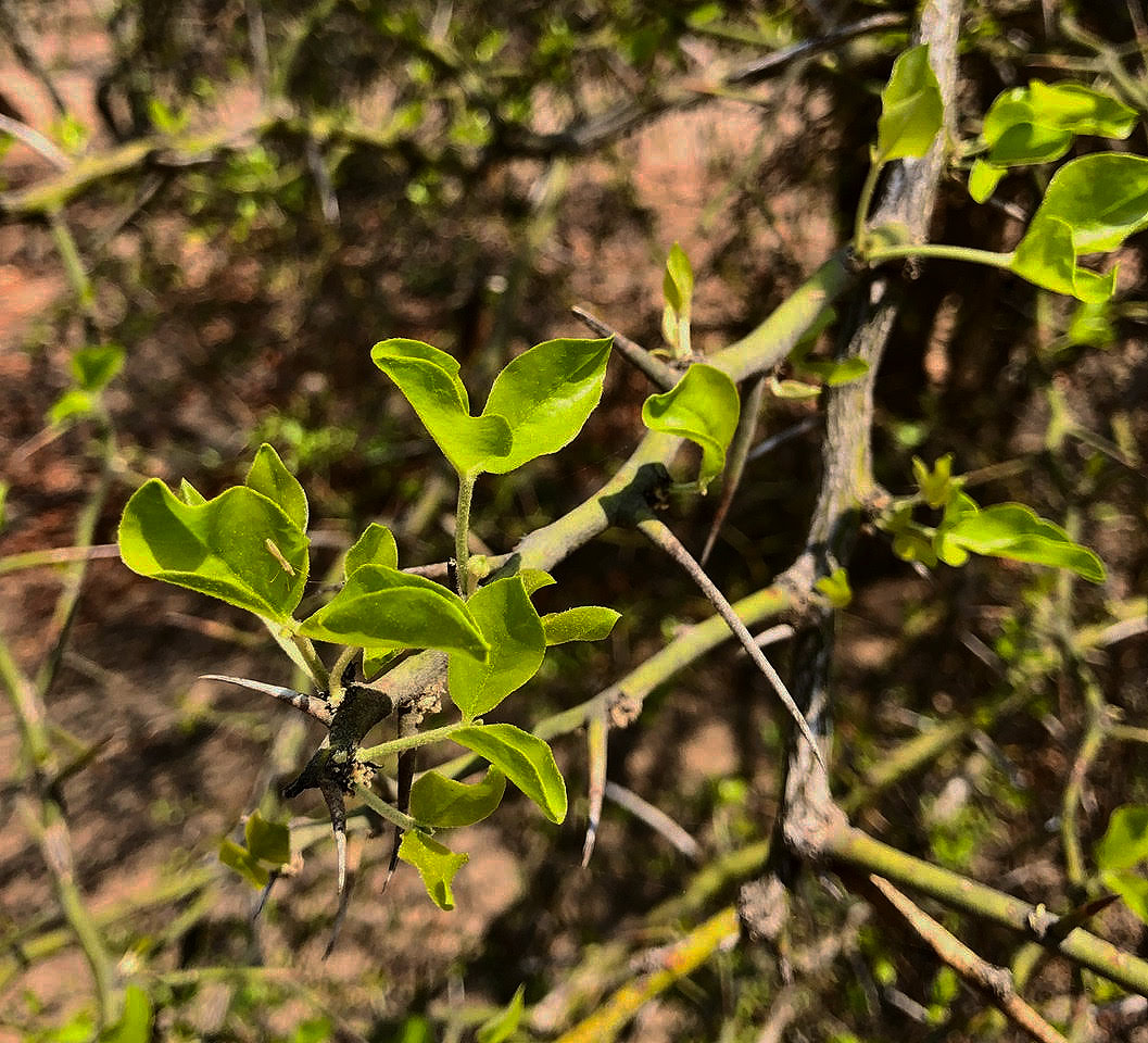 Balanites aegyptiaca var. aegyptiaca