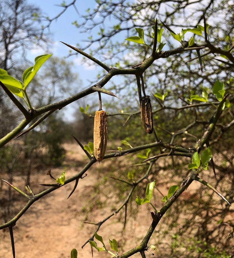 Balanites aegyptiaca var. aegyptiaca