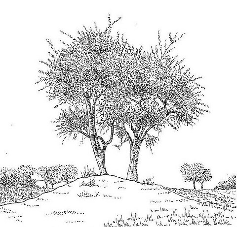 Balanites aegyptiaca var. aegyptiaca