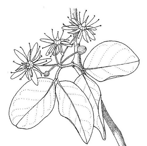 Balanites aegyptiaca var. aegyptiaca