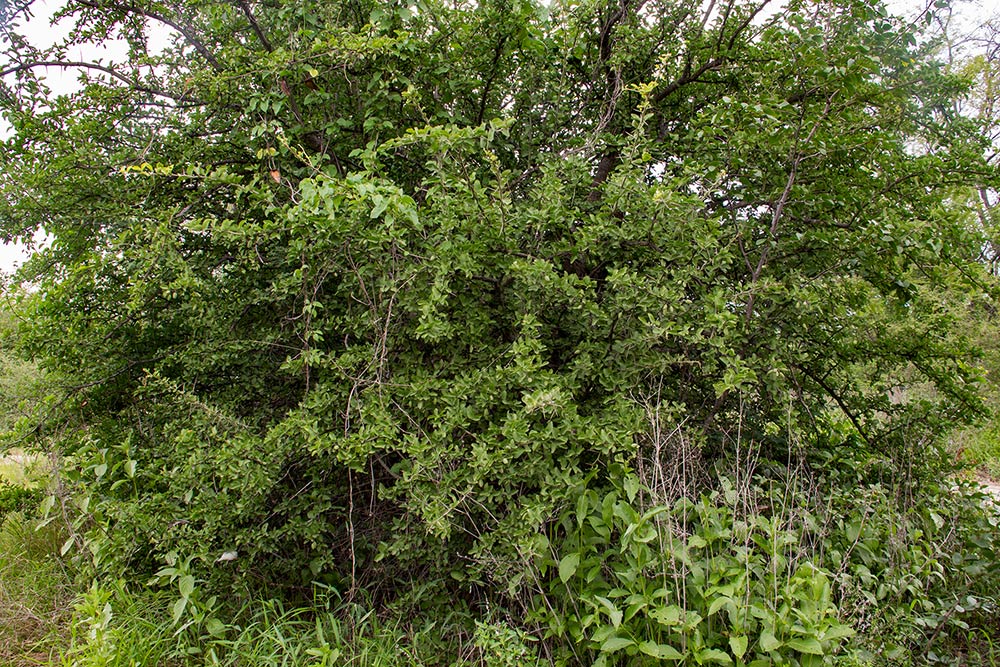 Balanites aegyptiaca var. aegyptiaca