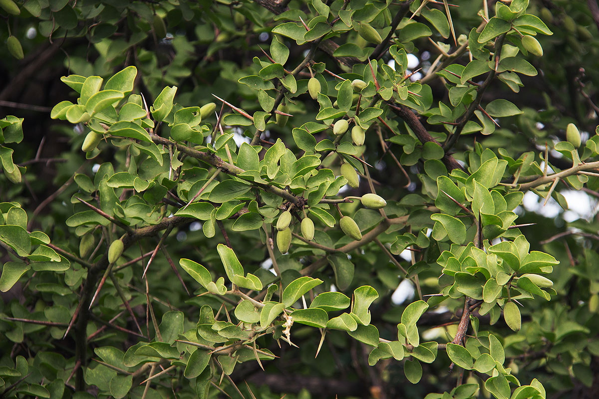 Balanites aegyptiaca var. aegyptiaca