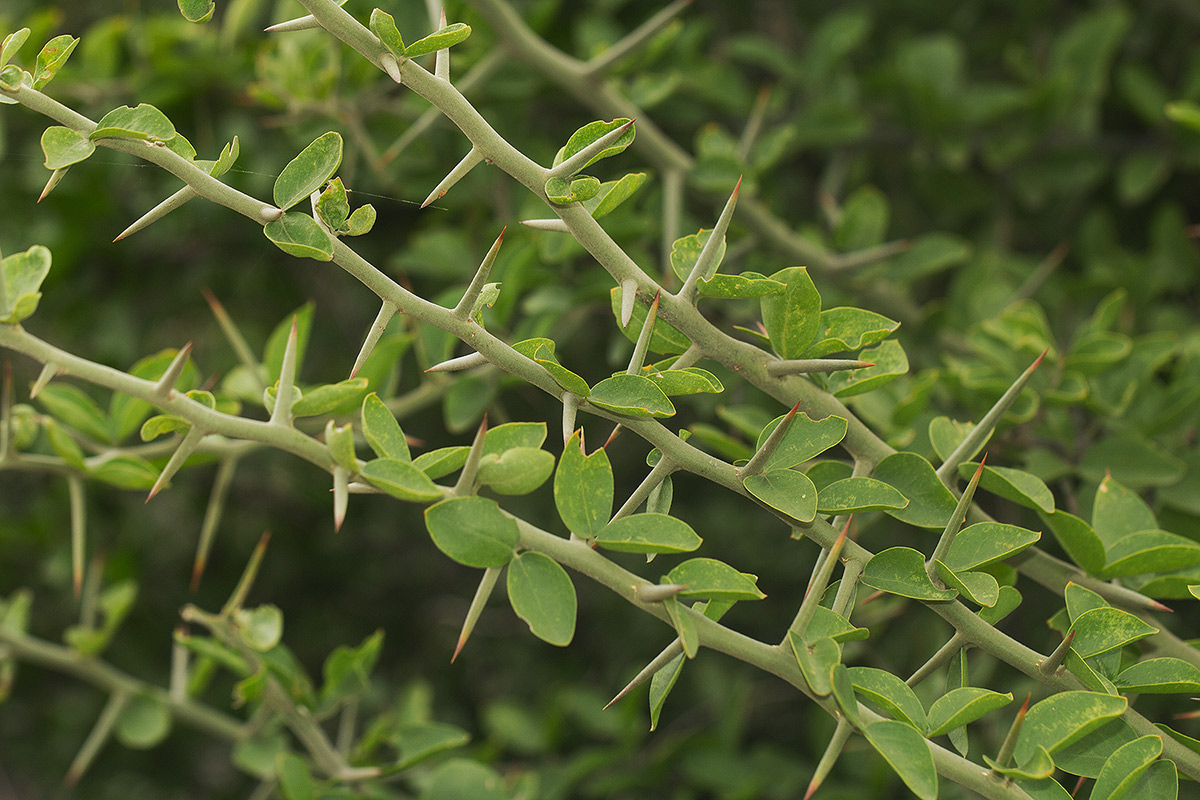 Balanites aegyptiaca var. aegyptiaca