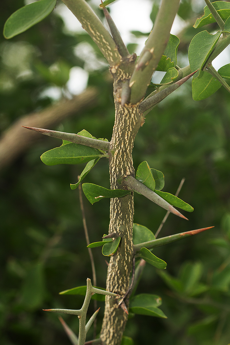 Balanites aegyptiaca var. aegyptiaca