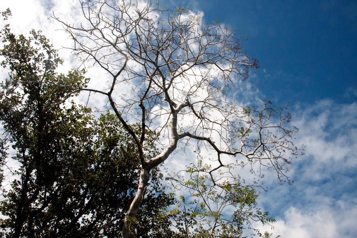 Kirkia acuminata Kirkia acuminata