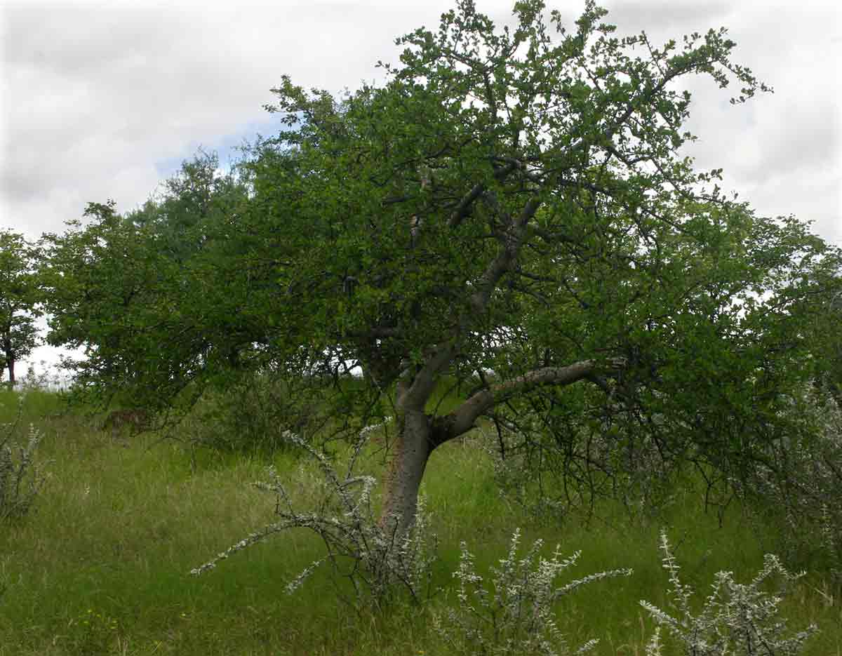 Commiphora glandulosa