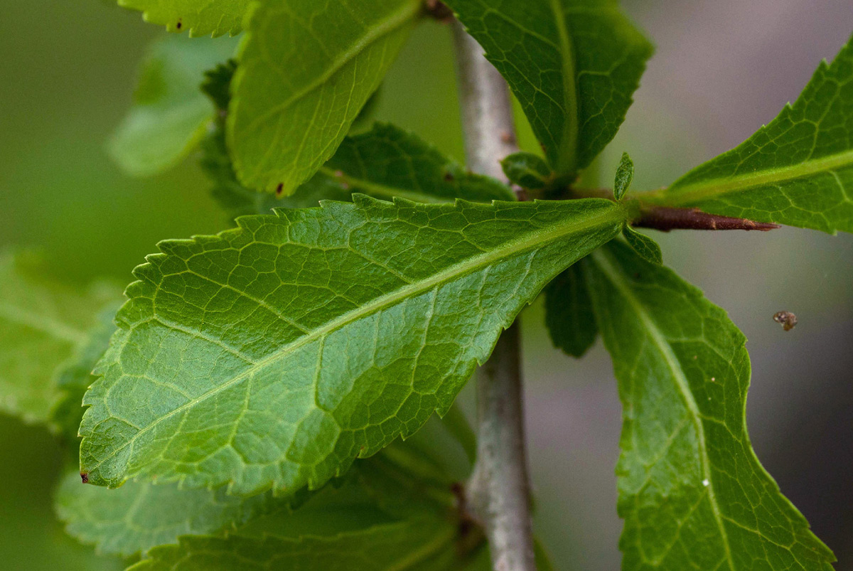 Commiphora glandulosa