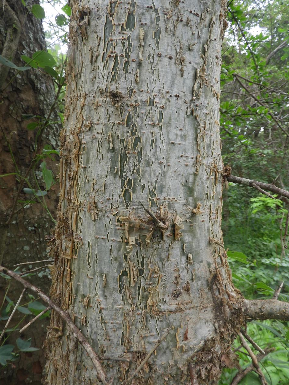 Commiphora glandulosa