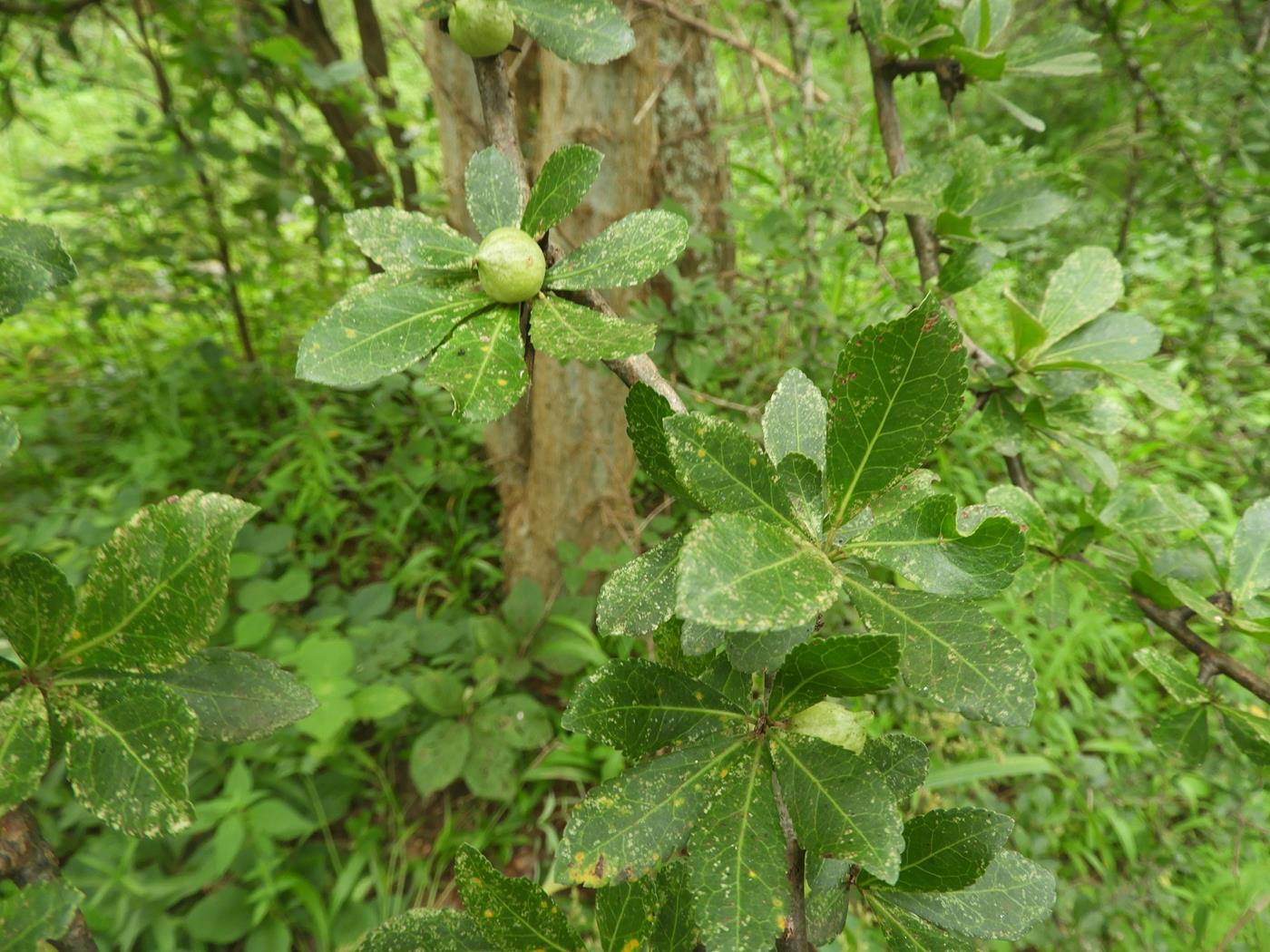 Commiphora glandulosa