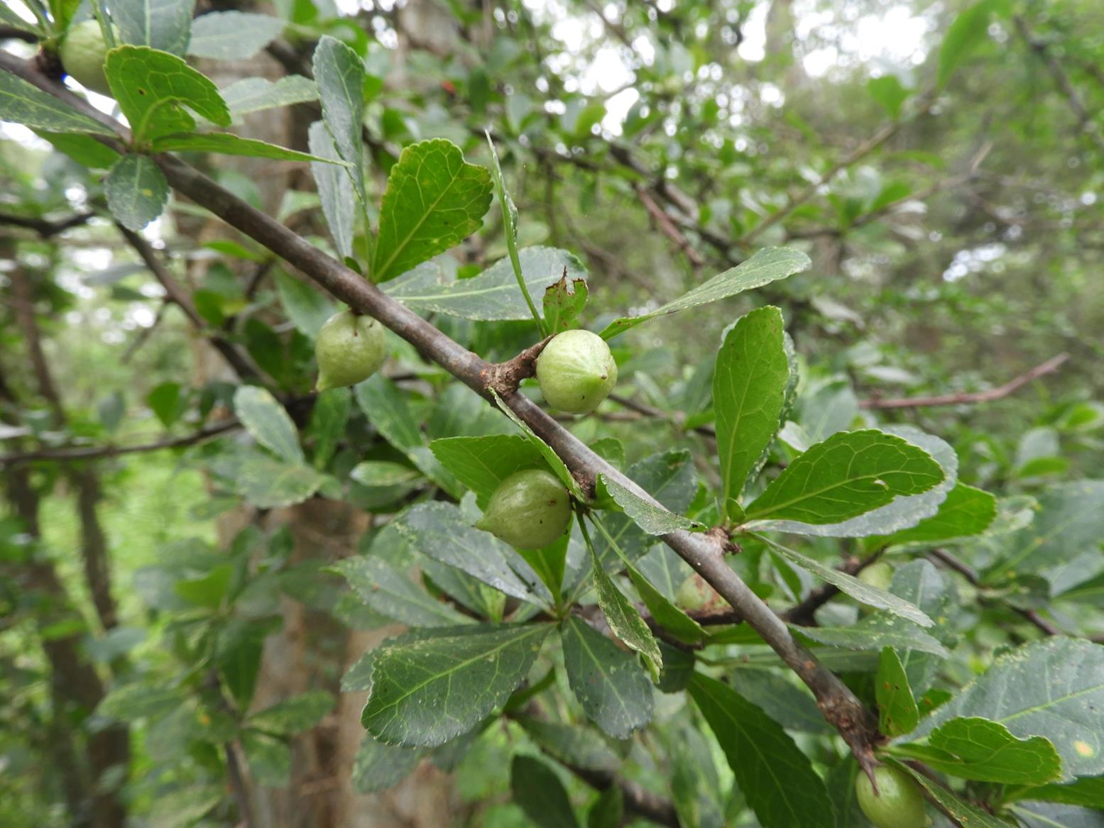 Commiphora glandulosa